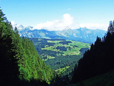 Alviergruppe山脉和莱茵河谷山坡上的树木和常绿森林图片