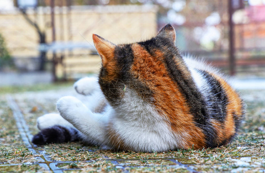 一只多彩的小猫躺在冰冻的地上从尘土和其他泥图片