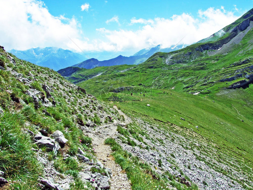 Alviergruppe山脉和莱茵河谷山坡上的高山牧场和草地图片