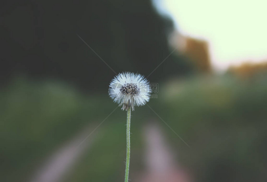 夜晚阳光下的丹迪利安种子古图片