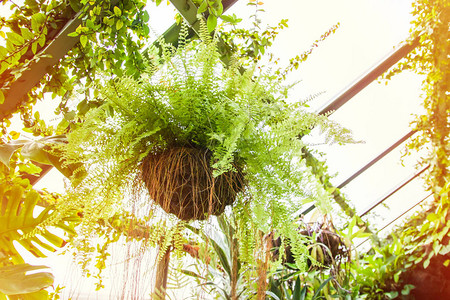 热带树叶在锅里生长的外来植物绿色自然背景图片