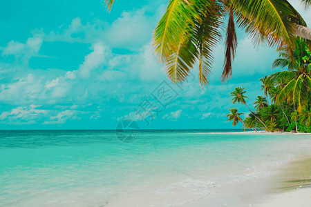 热带沙滩有棕榈树假图片