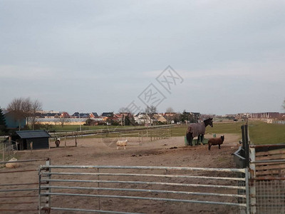 马正在荷兰纽韦克尔市的Bermwe图片