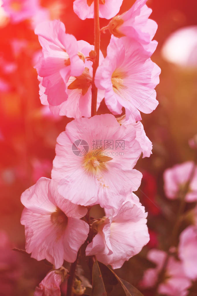 夏天花园里的粉红色锦葵花图片