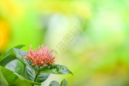 伊克索拉国王红花在园中开花美丽的自然绿色背图片