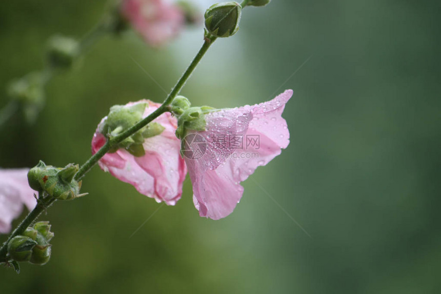 夏天花园里的粉红色锦葵花图片