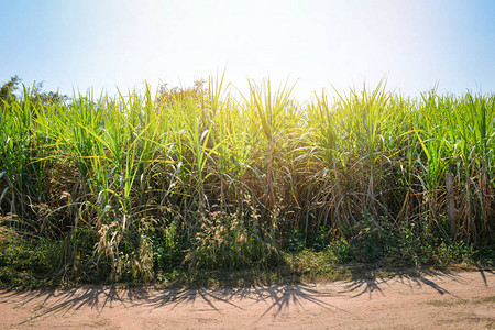 甘蔗田的甘蔗树种植农场和绿叶种农业等收割和蓝图片