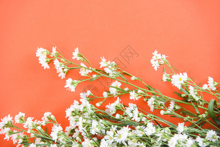 橙色背景上绽放的白切花图片