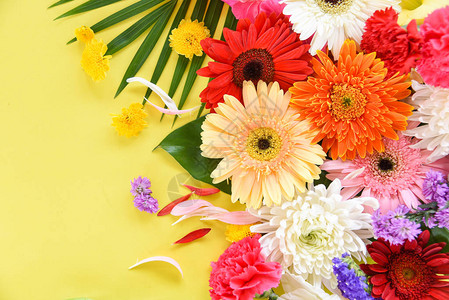 鲜春花框组合热带植物非洲菊花五颜六色的花朵图片