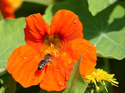 夏日花园里的橙花金莲花图片