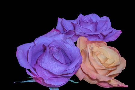 精美艺术保留着生命的色彩宏三个孤立的蓝色紫罗兰和黑色背景图片