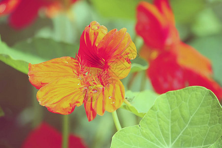 夏季花园里有橙花图片