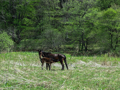 科尼塞格一匹黑马在森林中的一棵春绿草地上背景