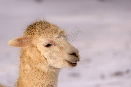 户外暖色动物自然头像在冬季明亮的阳光下图片