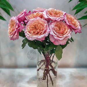 一束带有橙色心的粉红玫瑰宫比品种Miyabi是一种多色玫瑰图片