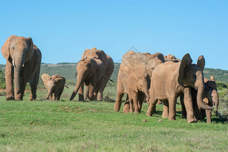 在蓝天下南非制造的一个紧密移动的大象家庭的彩色肖像图片