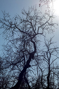 树枝对抗阳光背景图片