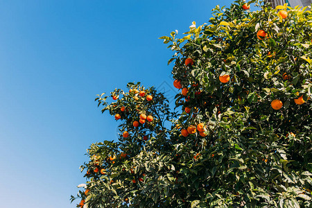 绿橙树红橙色蓝天空背景巴塞图片