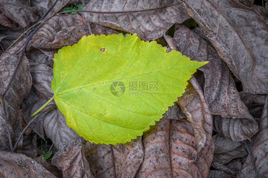 秋天从树上掉下来的叶子至今尚图片