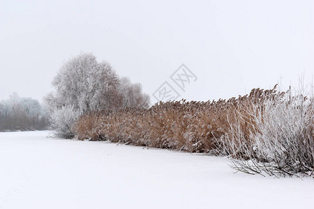 冬天的风景冬天的气雪在地上火下的树风景图片