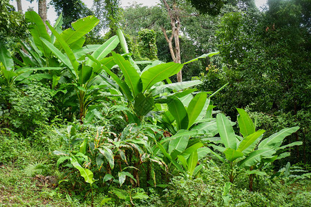 热带丛林植物雨林中有香蕉树图片