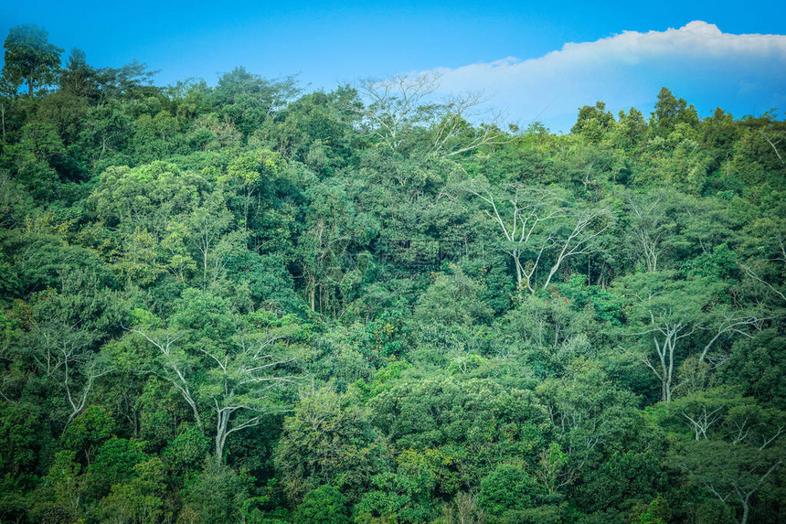 查看热带天然绿色森林顶视图和蓝天空背景的热带自图片
