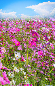 粉色和白色的宇宙田野美丽的春花园在明亮的日子里开花图片