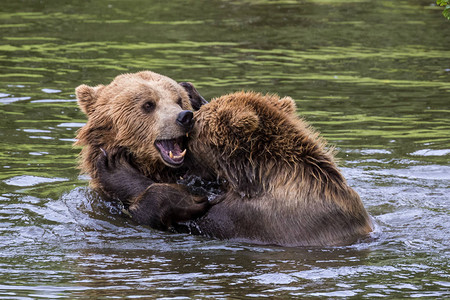 欧洲棕熊德国公园的ursusA图片