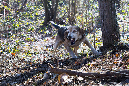 猎犬在森林里图片