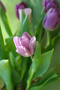 紫色的郁金香花图片