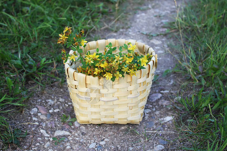 篮子里采摘的图桑黄色植物图片