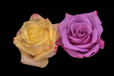 五颜六色的美术静物明亮的花卉宏图片