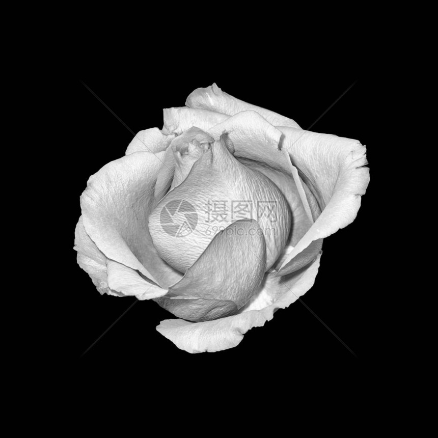 美术静物明亮的单色宏观单孤立玫瑰花与复古绘画风格的黑色背景图片
