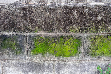 墙壁白砖肮脏的地衣有绿图片