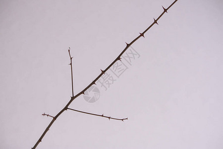 在雪背景上干燥光秃秃的树枝图片
