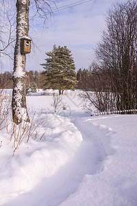 乡村冬季自然的详情公园里有松树和图片