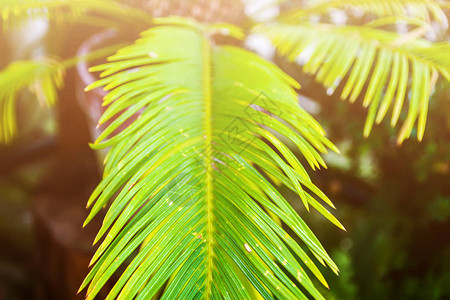阳光柔软的绿棕榈叶天然图片