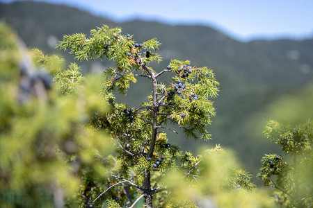 生长在树上的杜松浆果的特写镜头杜松枝与生长在野图片