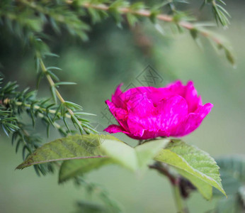 一条狗的花罗莎图片