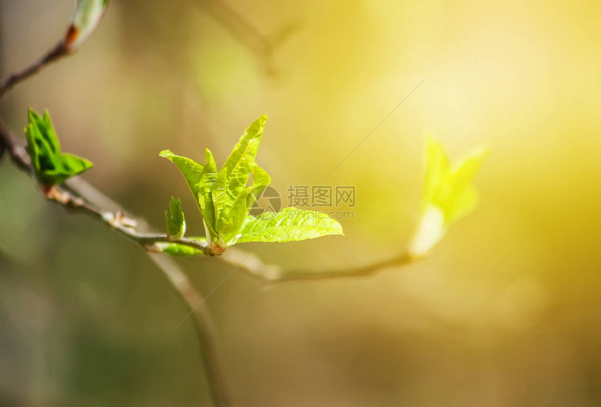 春天森林树枝上的绿芽图片