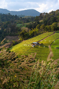 泰国北部农村景观图片