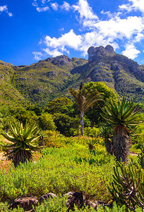 弗托岑南非开普敦附近的Kirstenbosch全景风的彩色图像背景