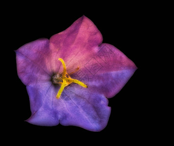 美术静物花卉超现实主义霓虹灯闪亮彩色宏观图像图片
