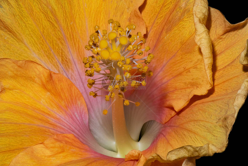 一朵孤立盛开的黄色粉红色芙蓉花内部的花卉鲜艳的宏观花卉图像图片