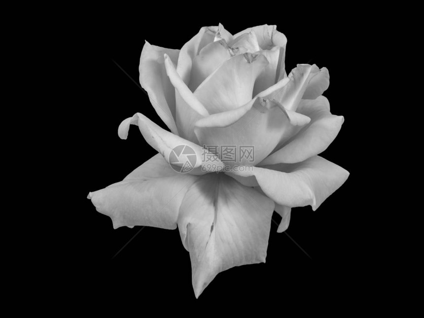 美术静物单色黑白花宏观照片图片
