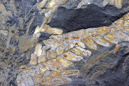 石板岩中的化石叶完背景图片