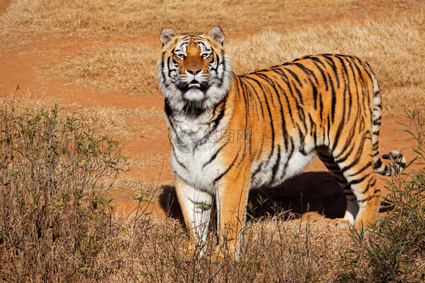 清晨亮光提醒孟加拉虎Pantheratigrisbengal图片