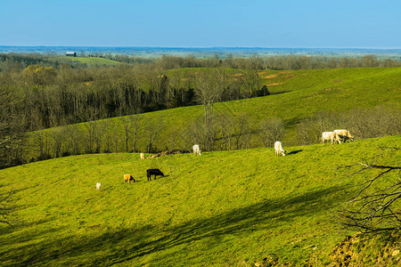 奶牛在山坡上吃草图片