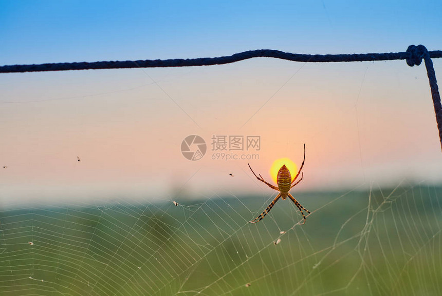 花园蜘蛛后面图片