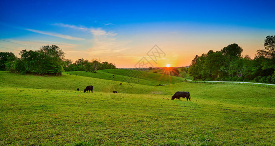 牛在日落时吃草高清图片